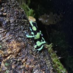 Dendrobates Auratus