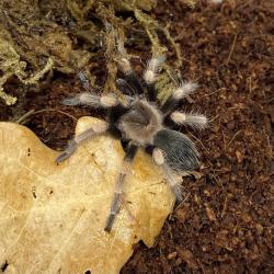 Tarântula Brachypelma hamorii