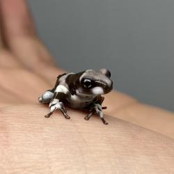 Amazon Milk Frog