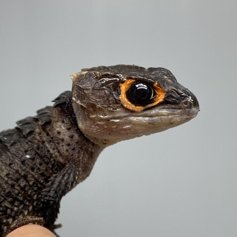 Escinco Crocodilo de Olhos Vermelhos - Tribolonotus gracilis - Vivum