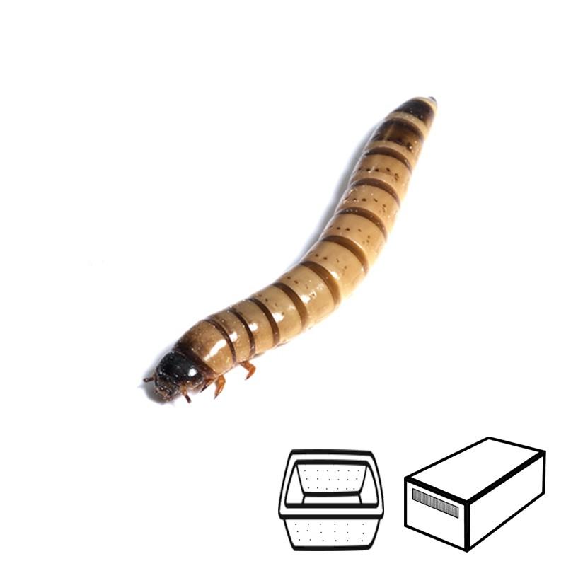 Zophoba larvae Zophoba larvae