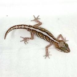 Gecko Pictus