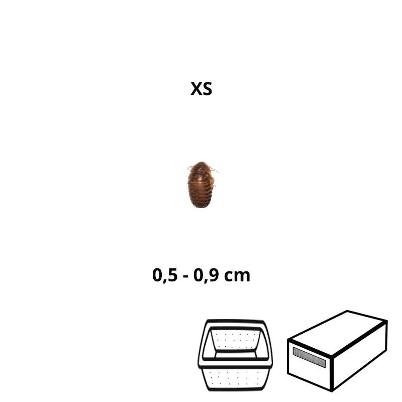 Baratas Argentinas XS Baratas Argentinas XS