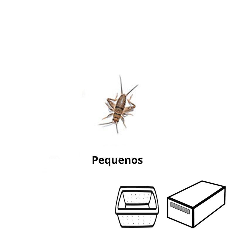 Small crickets