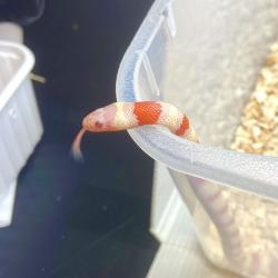 Cobra Lampropeltis ruthveni