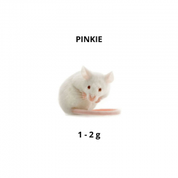 Rato - Pinkie