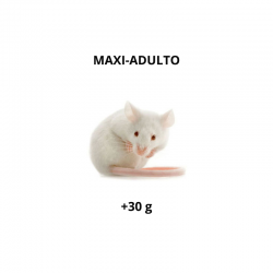 Rato - Maxi-Adulto