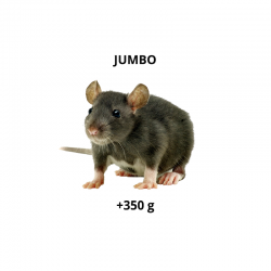 Ratazana - Jumbo