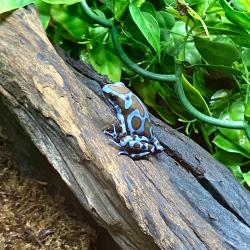 Dendrobates Auratus