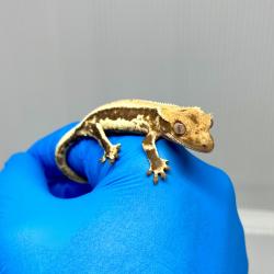 Gecko Crestado