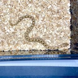 Hognose Ocidental