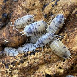 Porcellio laevis "Dairy Cow"