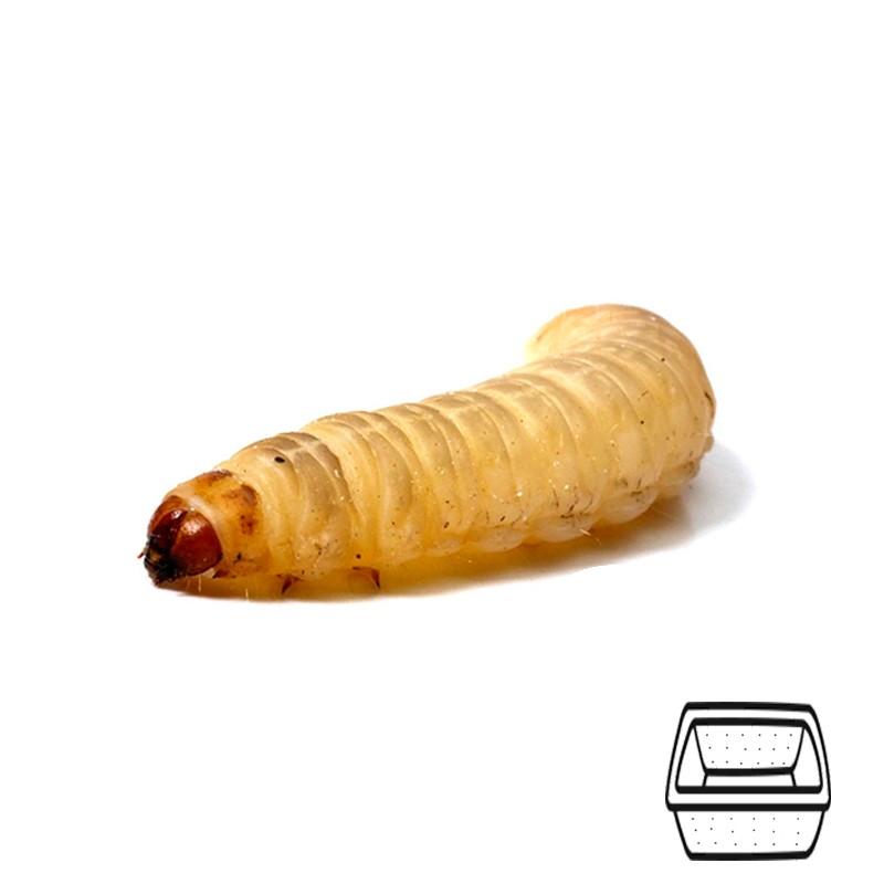 Waxworms Waxworms