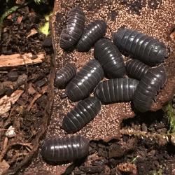 Armadillidium vulgare