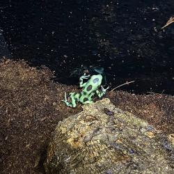 Microspot. Fotografia demonstrativa.