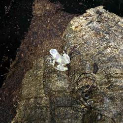 Albino. Fotografia demonstrativa.