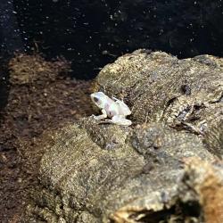 Albino. Fotografia demonstrativa.