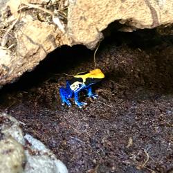 Dendrobates Tinctorius...