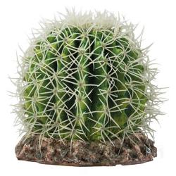 Cactus Sanora