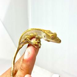 Gecko Crestado