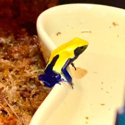 Dendrobates Tinctorius...