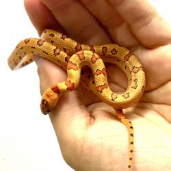 Cobra Lampropeltis leonis