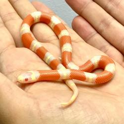 Cobra Lampropeltis nelsoni