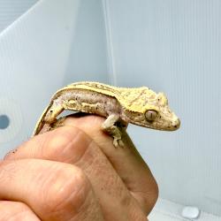 Gecko Crestado