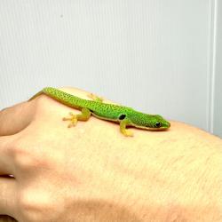 Phelsuma quadriocellata