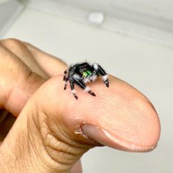 Jumping Spider