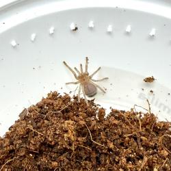 Tarântula Brachypelma emilia