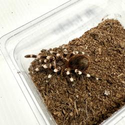 Tarântula Acanthoscurria...