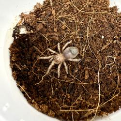 Tarântula Brachypelma boehmei