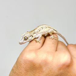 Gargoyle Gecko