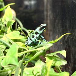 Dendrobates Auratus