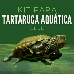 Kit Tartaruga Aquática Bebé