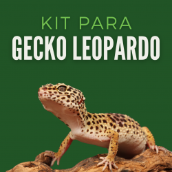 Kit Gecko Leopardo