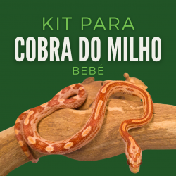 Kit Cobra do Milho Bebé