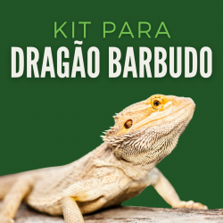 Kit Dragão Barbudo