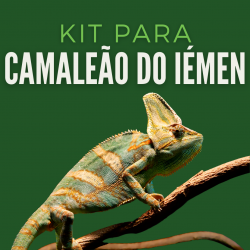 Kit Camaleão do Iémen