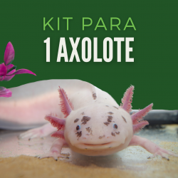 Kit Axolote