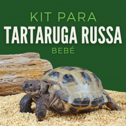 Kit Tartaruga Terrestre Bebé