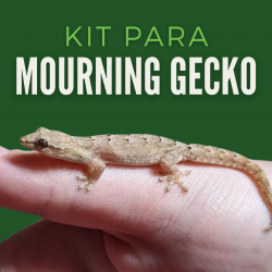 Kit Mourning Gecko