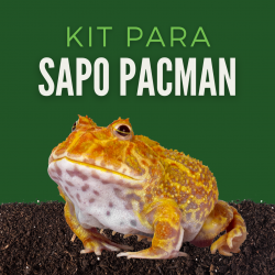 Kit Sapo Pacman