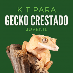 Kit Gecko Crestado Juvenil