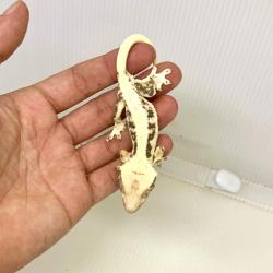 Lilly White. Fotografia demonstrativa.