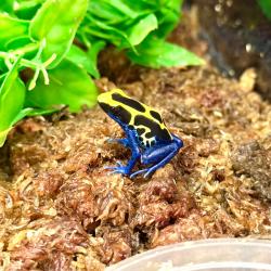 Dendrobates Tinctorius Nominat