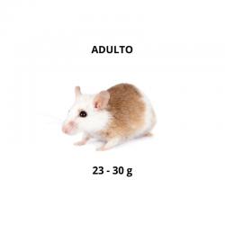 Rato do Benim - Adulto