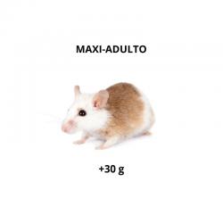 Rato do Benim - Maxi-Adulto