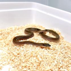 Striped African House Snake